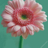 Aesthetic Flower Pink diamond painting