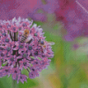 Bee With Purple Allium Flower diamond painting