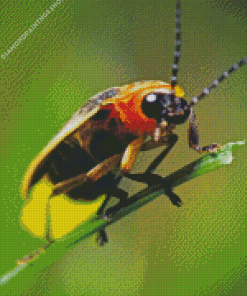Cute Firefly Bug diamond painting
