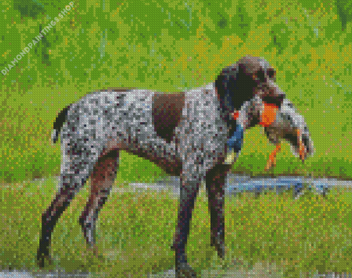Hunter German Shorthaired Dog diamond painting
