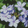 Plumbago Flower diamond painting