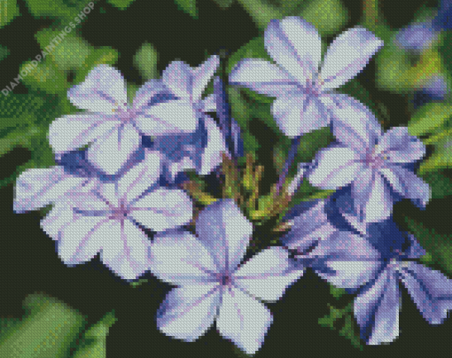 Plumbago Flower diamond painting