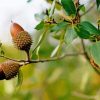 Acorn Tree diamond painting