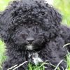 Black Poodle Puppy On Grass diamond painting