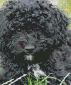 Black Poodle Puppy On Grass diamond painting