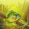 Bluegill Art diamond painting