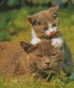 Cat And Kitten Playing diamond painting