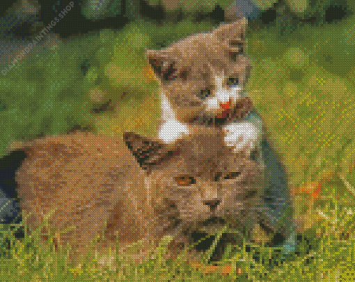 Cat And Kitten Playing diamond painting