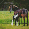 Horse And Foal diamond painting