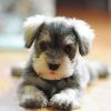 Miniature Schnauzer Puppy diamond painting