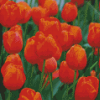 Orange Tulips diamond painting