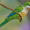 Quaker Parrot diamond painting