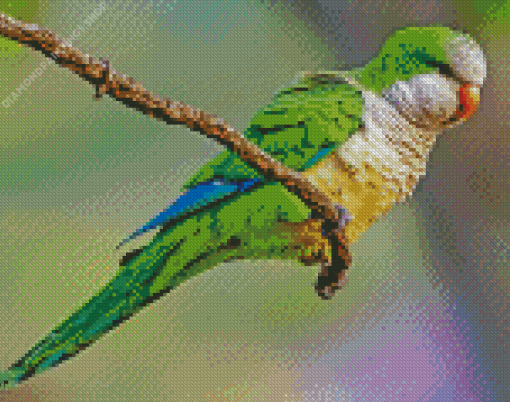 Quaker Parrot diamond painting