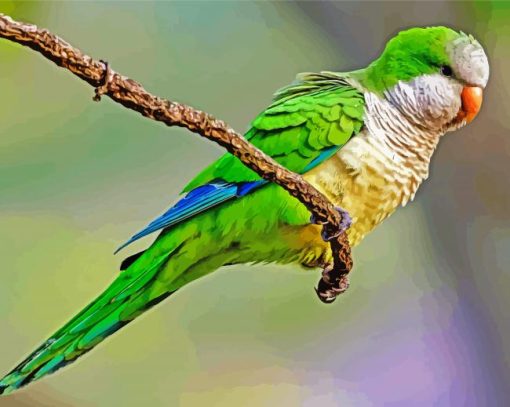 Quaker Parrot diamond painting