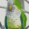 Quaker Parrot diamond painting