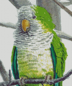 Quaker Parrot diamond painting