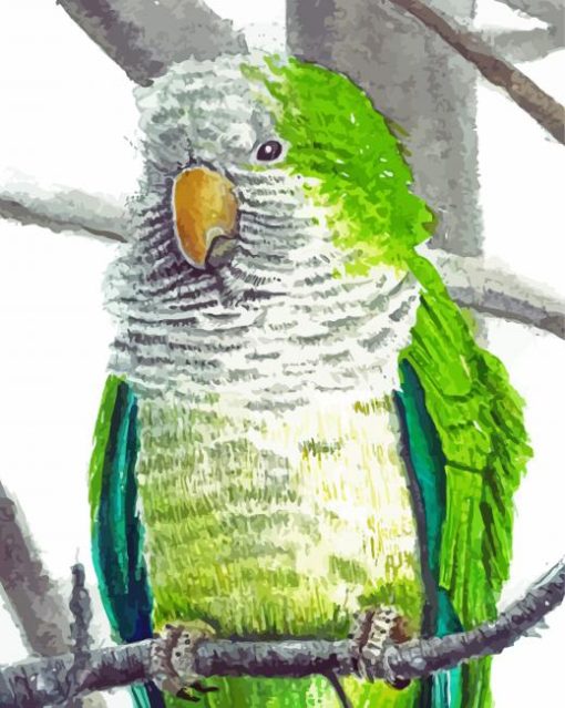 Quaker Parrot diamond painting