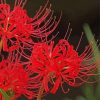 Red Spider Lily diamond painting