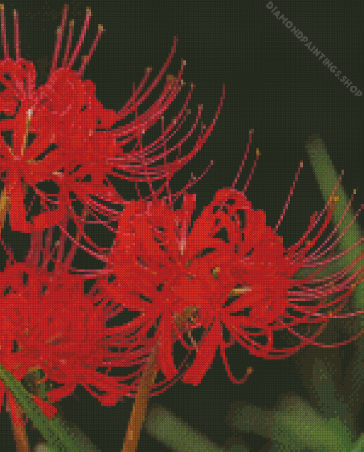 Red Spider Lily diamond painting