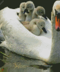 Swans In Water diamond painting