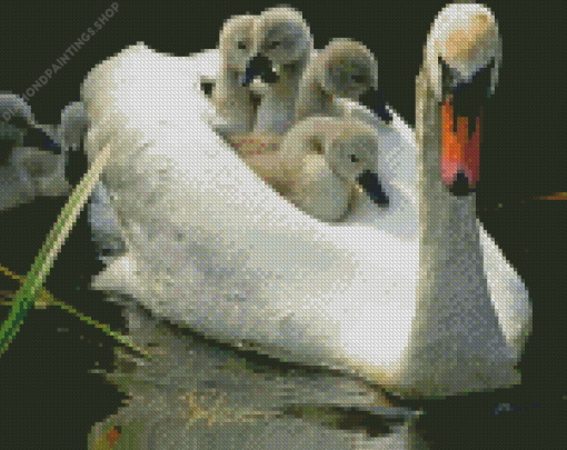 Swans In Water diamond painting