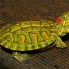 The Red Eared Slider diamond painting