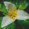 Trillium Flower diamond painting