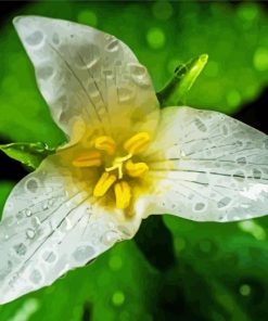 Trillium Flower diamond painting