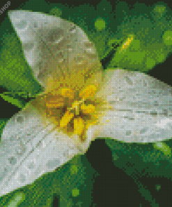 Trillium Flower diamond painting