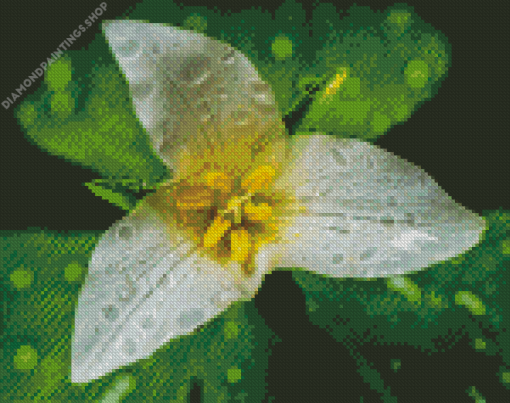 Trillium Flower diamond painting