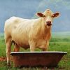 Aesthetic Cow In A Tub diamond painting