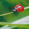 Aesthetic Ladybird diamond painting