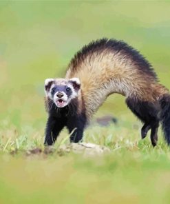 Aesthetic Polecat diamond painting