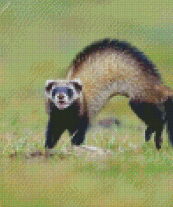 Aesthetic Polecat diamond painting