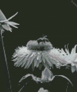 Black And White Flowers And Bees diamond painting