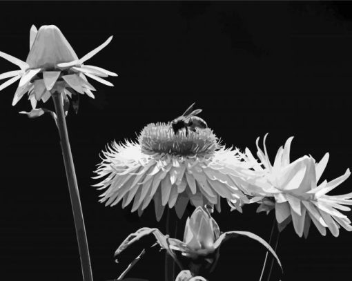 Black And White Flowers And Bees diamond painting