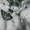 Black And White Wolves Face To Face diamond painting