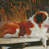 Brown St Bernard Dog diamond painting