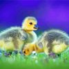 Canada Geese Goslings Birds diamond painting