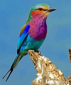 Lilac Breasted Roller Bird diamond painting