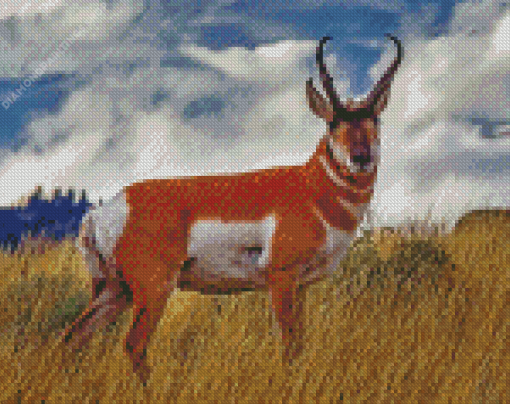 Pronghorn Animal diamond painting
