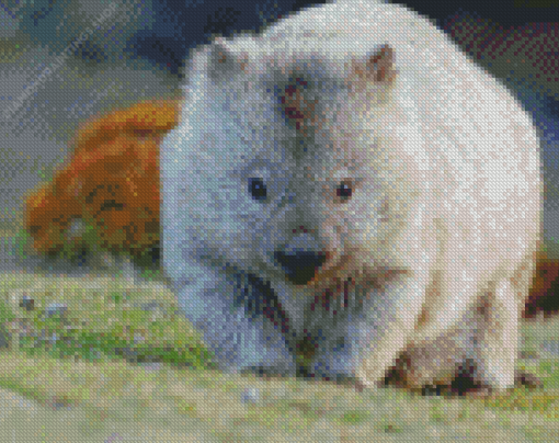 Wombat Animal diamond painting