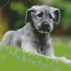 Aesthetic Irish Wolfhound Puppy diamond painting