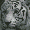 Black Bengal Tiger diamond painting