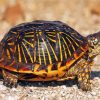 Box Turtle diamond painting