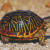 Box Turtle diamond painting