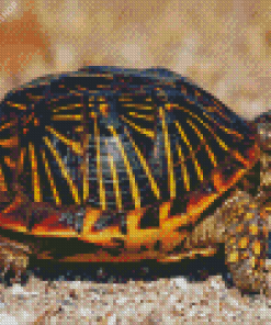 Box Turtle diamond painting