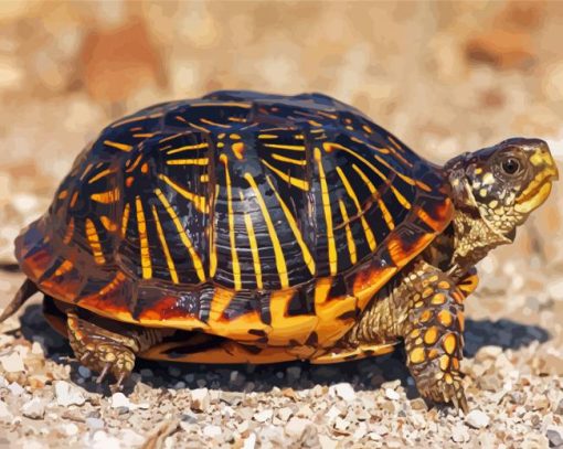 Box Turtle diamond painting