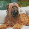 Briard Dog diamond painting