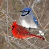 Cardinal And Blue Jay In Snow diamond painting